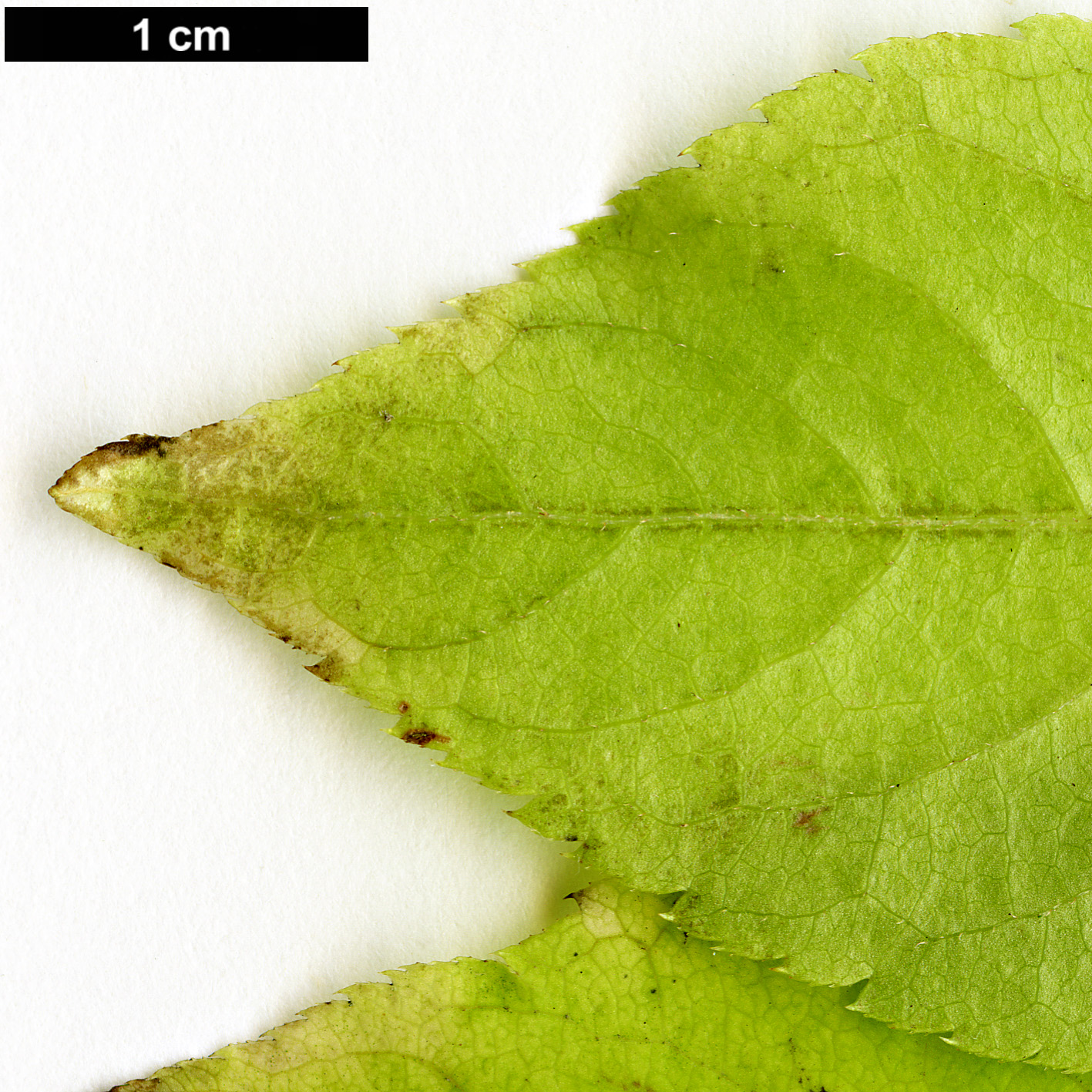 High resolution image: Family: Araliaceae - Genus: Eleutherococcus - Taxon: sessiliflorus